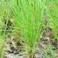 doterra-vetiver-touch.jpg