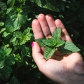 doTERRA Supermint Beadlets Kuleczki Product Photo 03