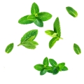 doTERRA Supermint Beadlets Kuleczki Product Photo 02