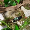 doTERRA Shinrin Yoku 03