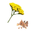 Dezodorant dōTERRA Balance Product Pic 01