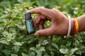 doTERRA SuperMint 02