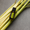 EU Lemongrass Photo