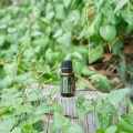Melaleuca doTERRA (Tea Tree) Product Photo 03