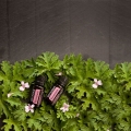 doTERRA Geranium Product Photo 02